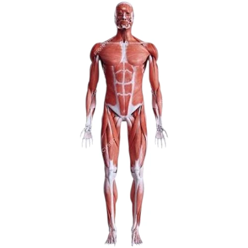 Muscular Human Body