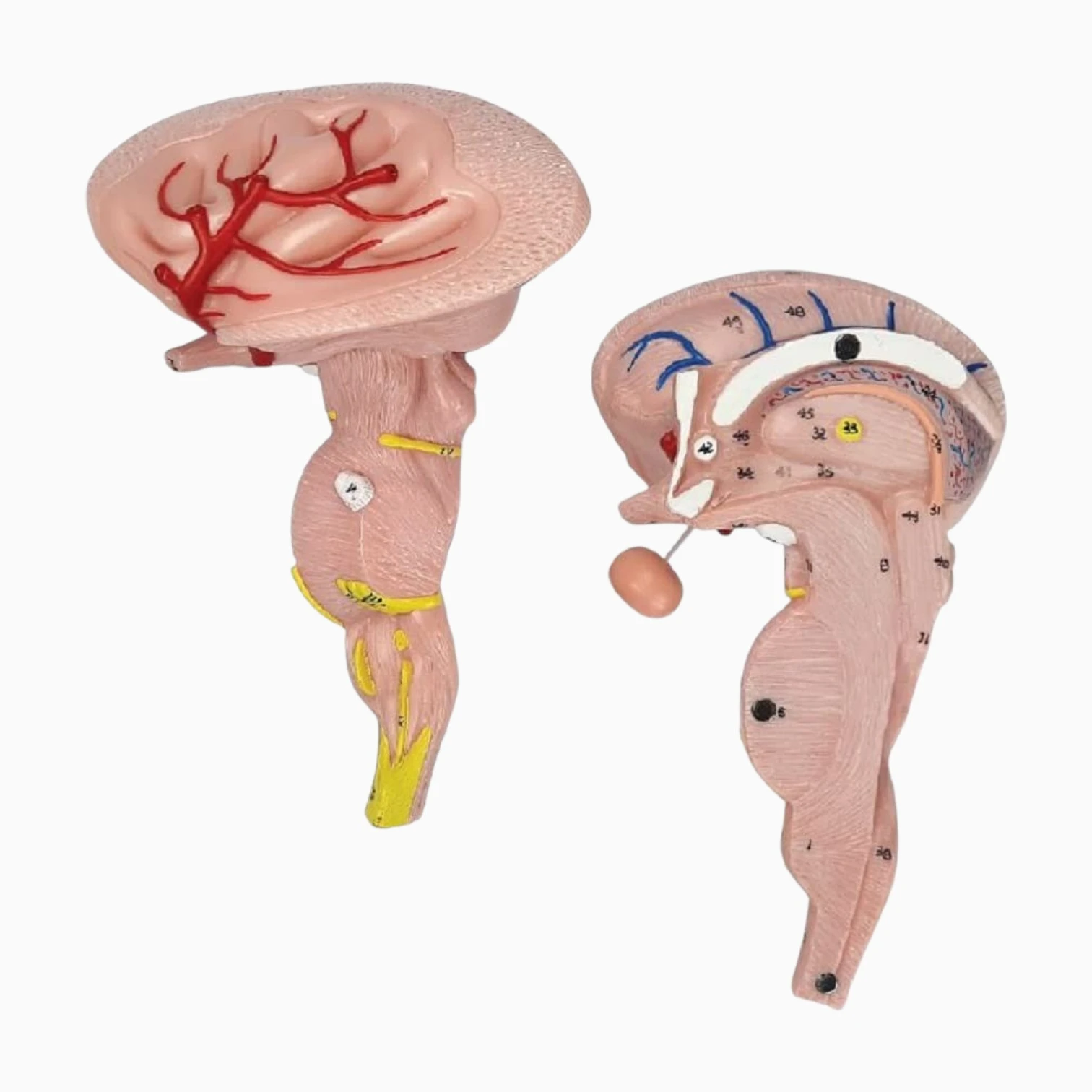 Brain Stem Model, Enlarged