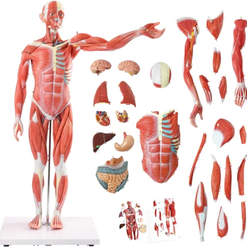 Muscular Human Body 78 cm, 27 parts