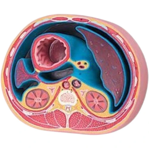 Abdomen Transverse Section at T12