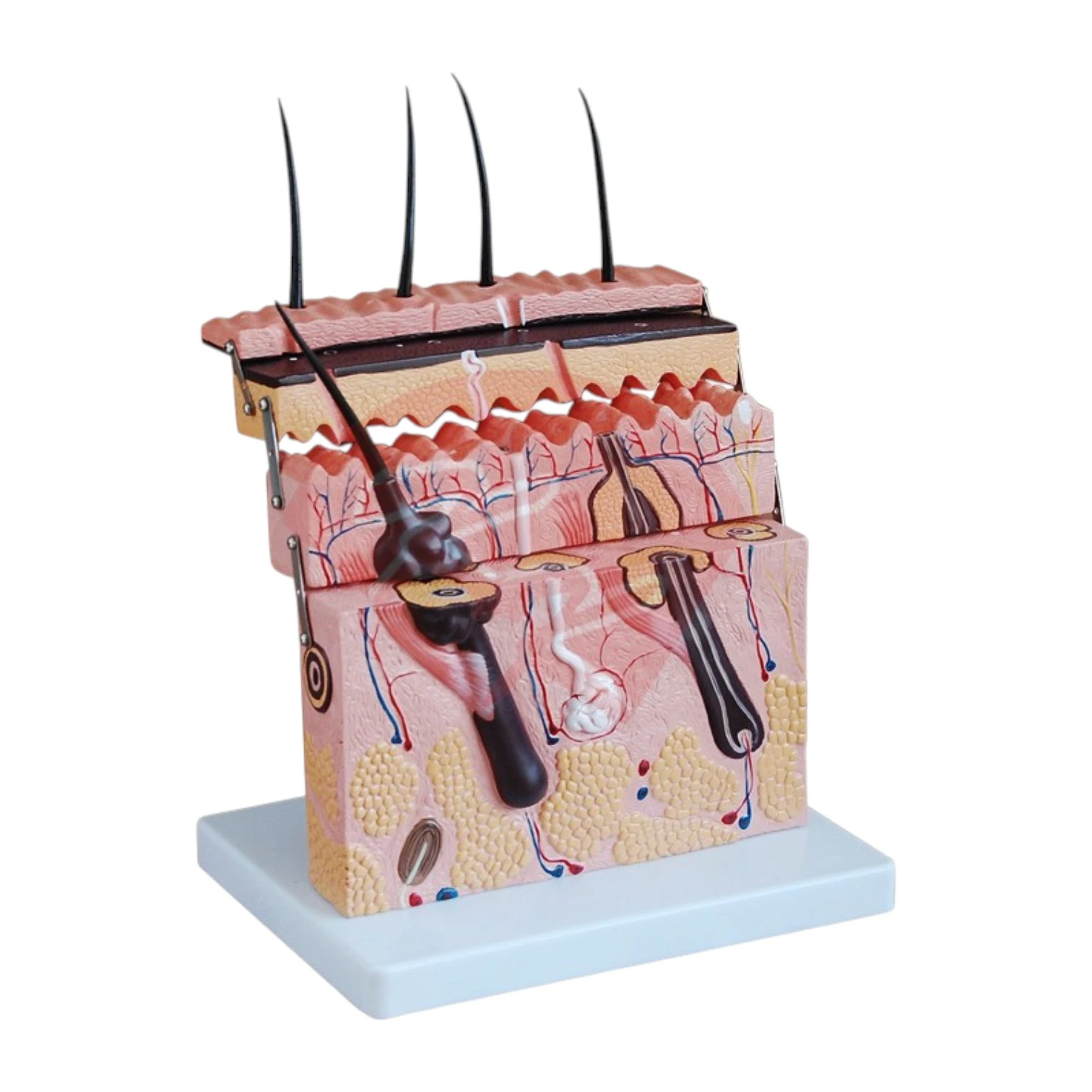 Skin Section Model