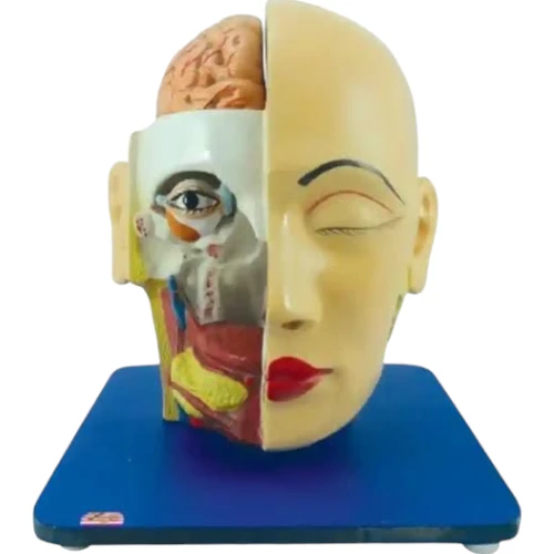Head, Brain and Eye