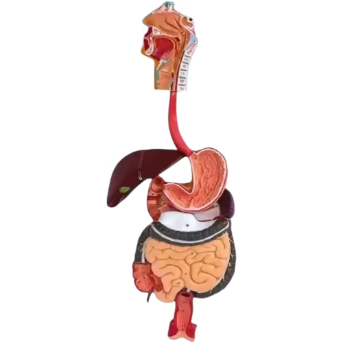 Digestive System Model PVC