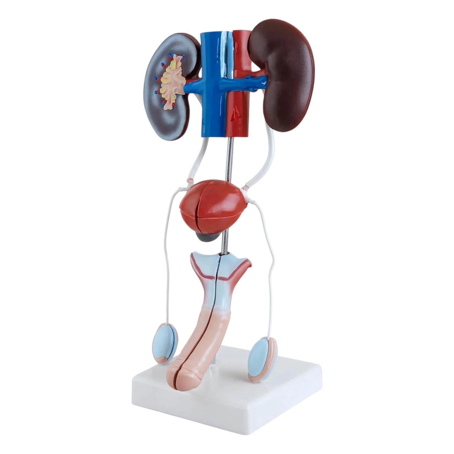 Female Urogenital System