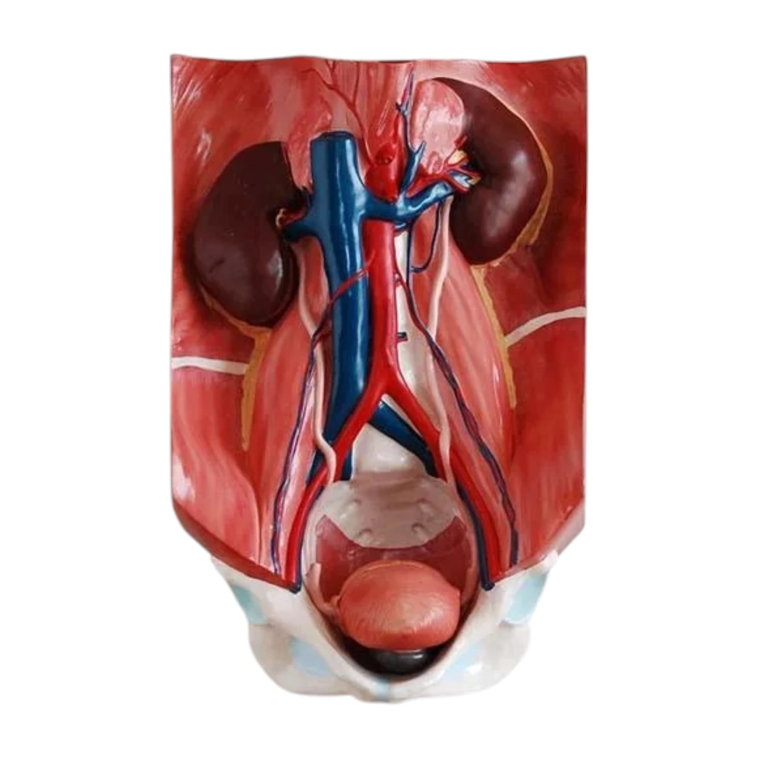 Urinary System Model