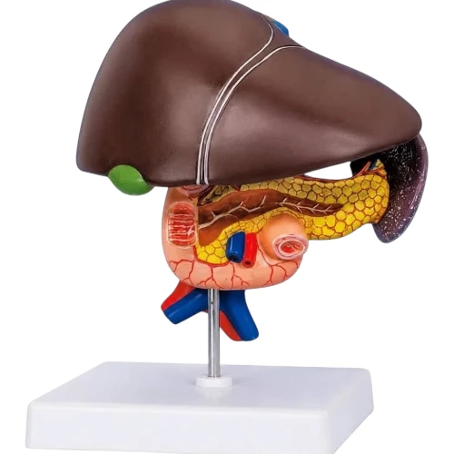Liver (Healthy & Pathologies)
