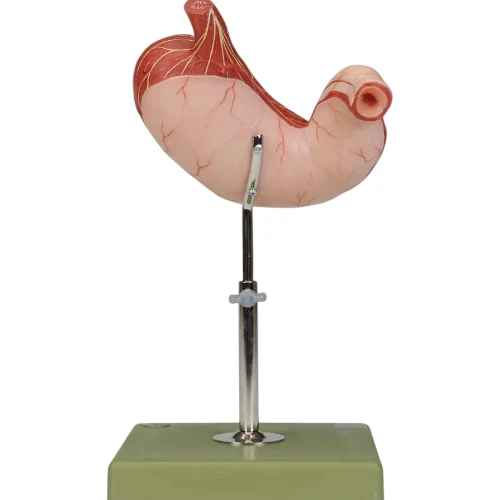 Stomach