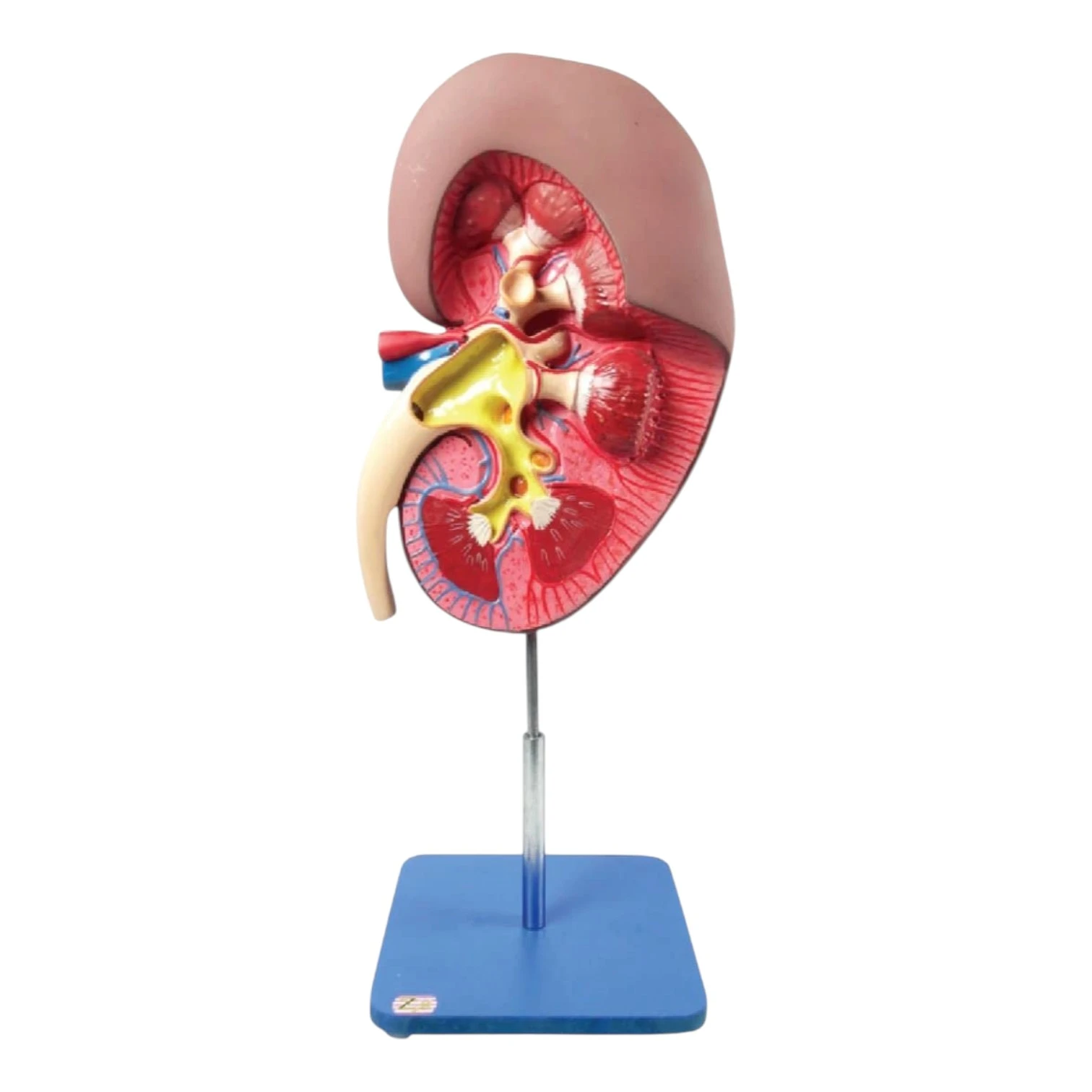 Kidney