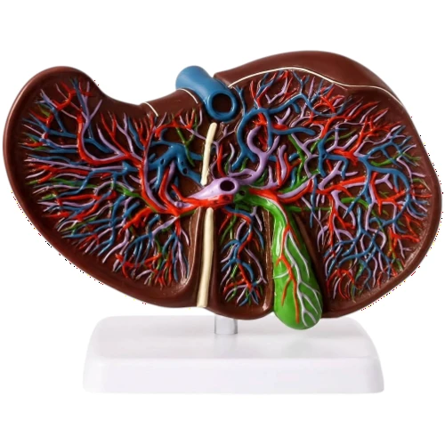 Liver Model