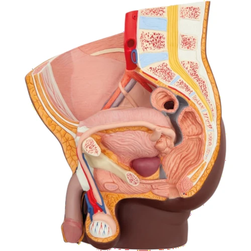 Male Pelvis Section Diss. PVC