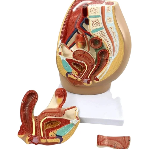 Female Pelvis Section Diss. PVC