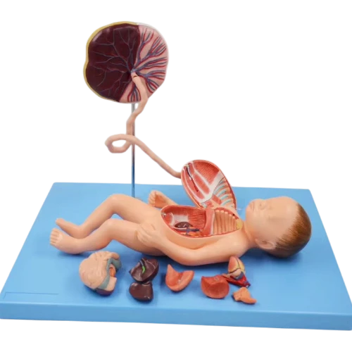 Full Term Fetus with Viscera and Placenta